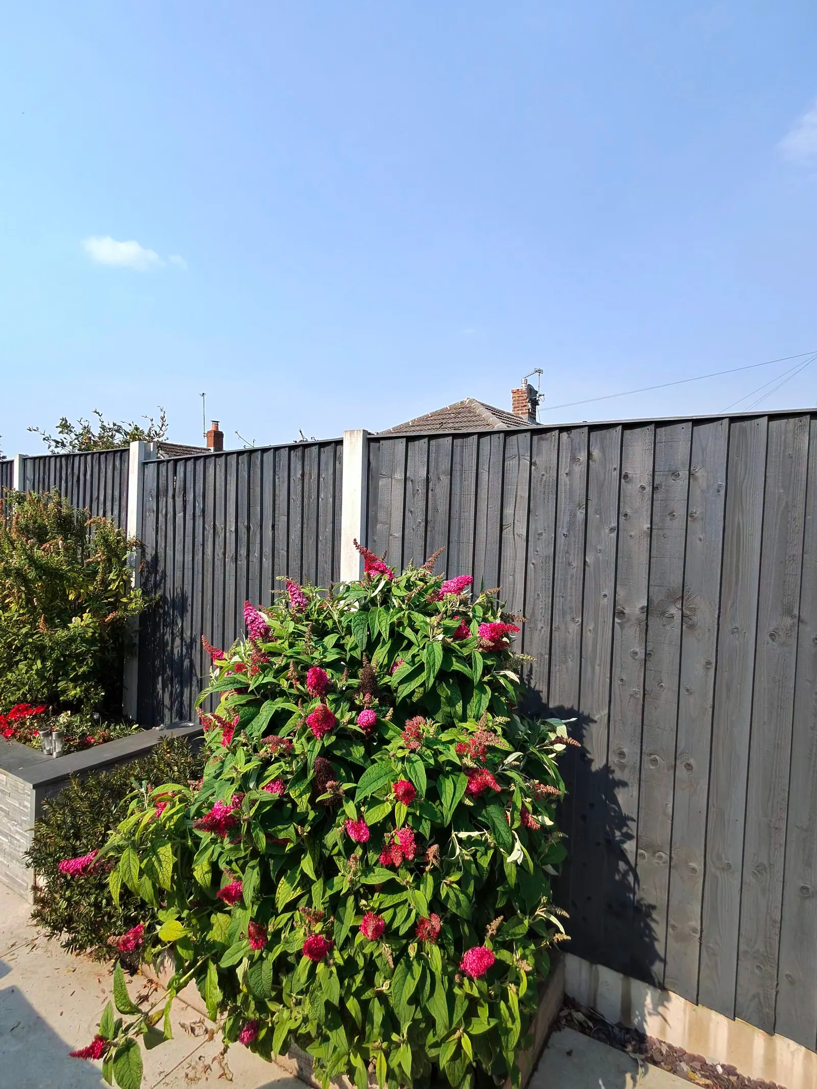 Freshly painted dark grey fence behind a flowering shrub